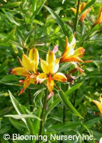 Alstroemeria 'Sweet Laura'               